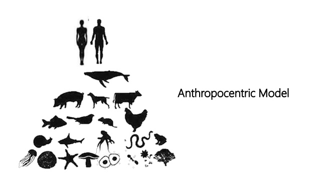 Anthropocentric Model from Wiener Dog.