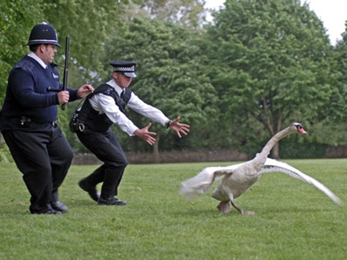 The PCs try to catch the swan