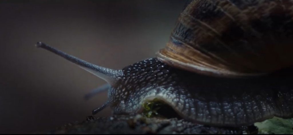 Snails in the view are a metaphor for human cruelty and cannibalism
